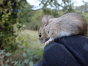 yellow necked mouse