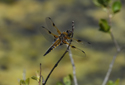 4 Spot Chaser