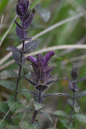 Alpine bartsia