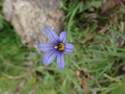 American Blue Eyed Grass