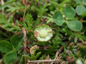 Alpine Cotula