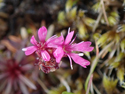 Alpine Catchfly
