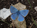 Adonis Blue