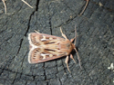 Antler Moth
