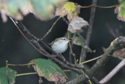 Arctic warbler