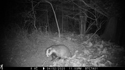 Badger
