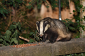 Badger
