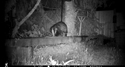 Badger