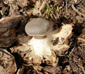 Beaked Earthstar