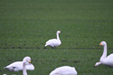 Bewick's Swan