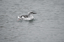 Black Guillemot