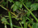 Brown Galingale