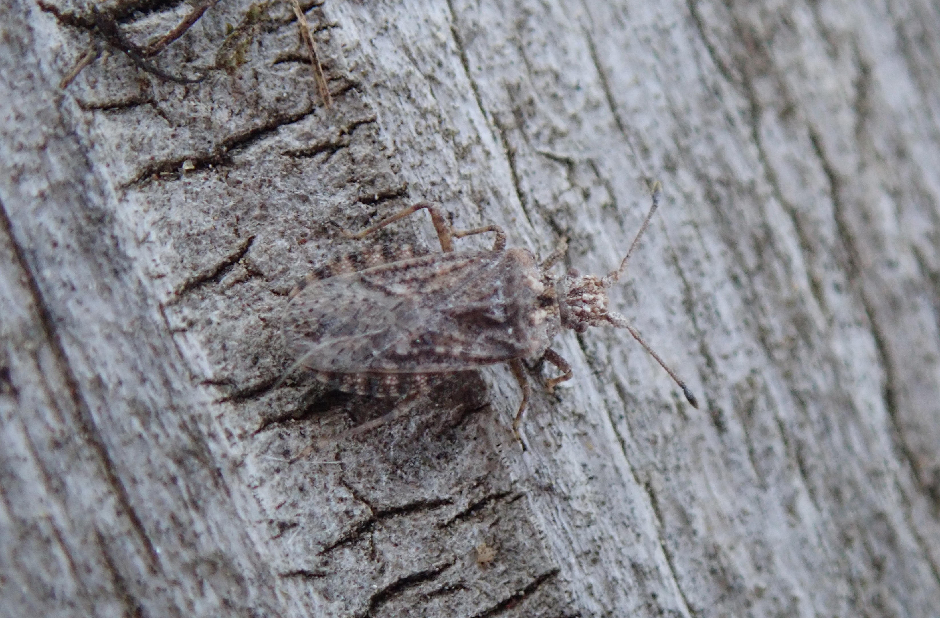 Breckland Leatherbug