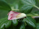 Beautiful Marbled