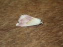Beautiful marbled