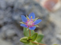 Blue Pimpernel