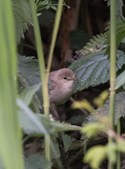 Blyth's reed warbler