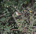 Brown Shrike