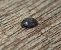 Black Scymnus