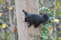 Black Squirrel