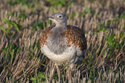 Great Bustard