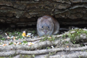 Bank Vole