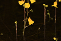 Common Bladderwort