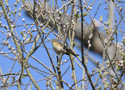 Chiffchaff