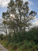 Cornish Elm