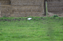 Cattle Egret