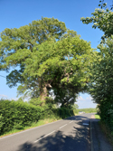 Curve Leaved Elm