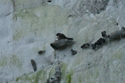 Crag Martin