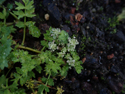 Creeping marshwort