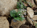 Cotswold Pennycress