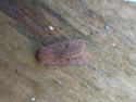 Common Quaker