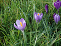 Spring Crocus