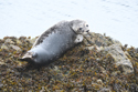Common Seal