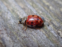 Cream Streaked Ladybird