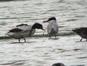 Caspian Tern