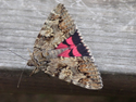 Dark Crimson Underwing