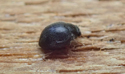 Dusky or Heath Scymnus Ladybird