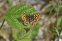 Duke of burgundy