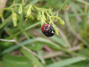 Down Shieldbug