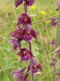 Dark Red helleborines