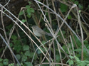 Dusky Warbler