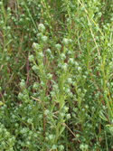 Dune Wormwood