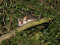Edible Dormouse
