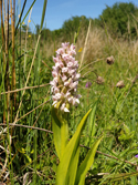 Early Marsh Orchid