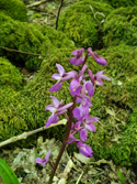 Early Purple Orchid