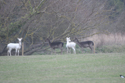 Fallow Deer